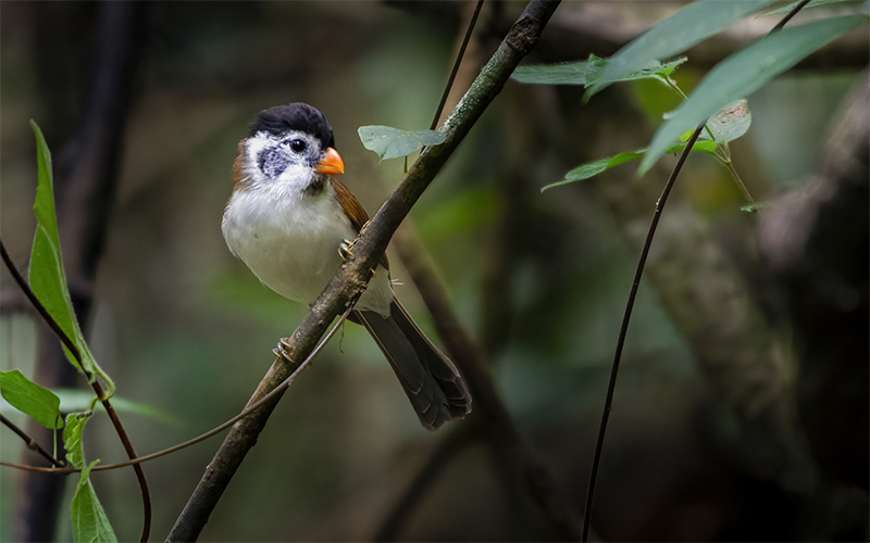 Black-headed Parrotbill (Psittiparus margaritae) at Di Linh Bird Hides - Southern Vietnam. Photo by: Phuc Le - Vietnam Bird Photography Tours - Vietbirdphototours.com